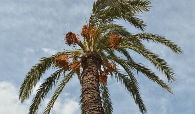 Hurma Ağacı Nasıl Yetiştirilir? | Adım Adım Bakım Rehberi